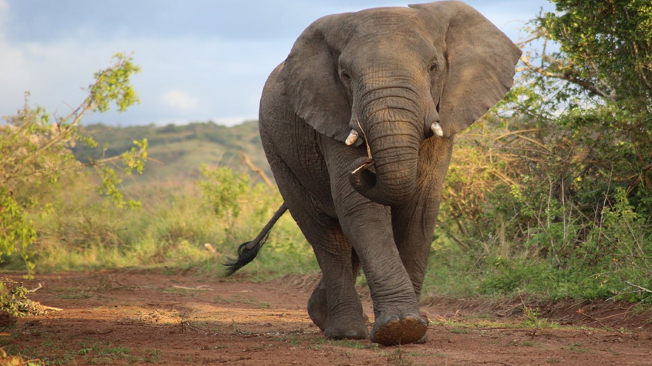 Elephant_Collected