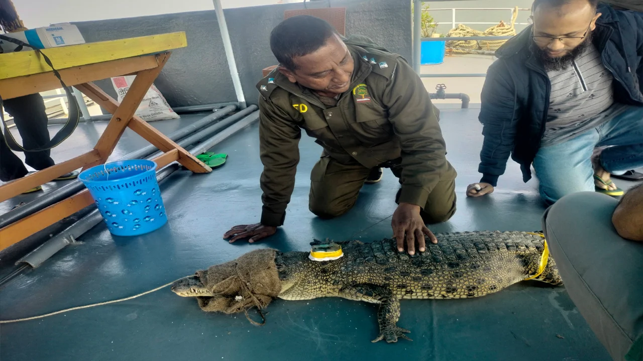Crocodile_