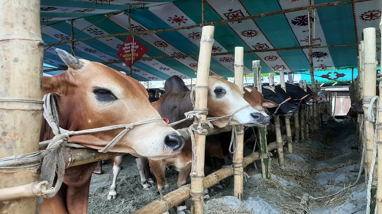 আফতাবনগরে গরুর হাট বসানো যাবে না : হাইকোর্ট