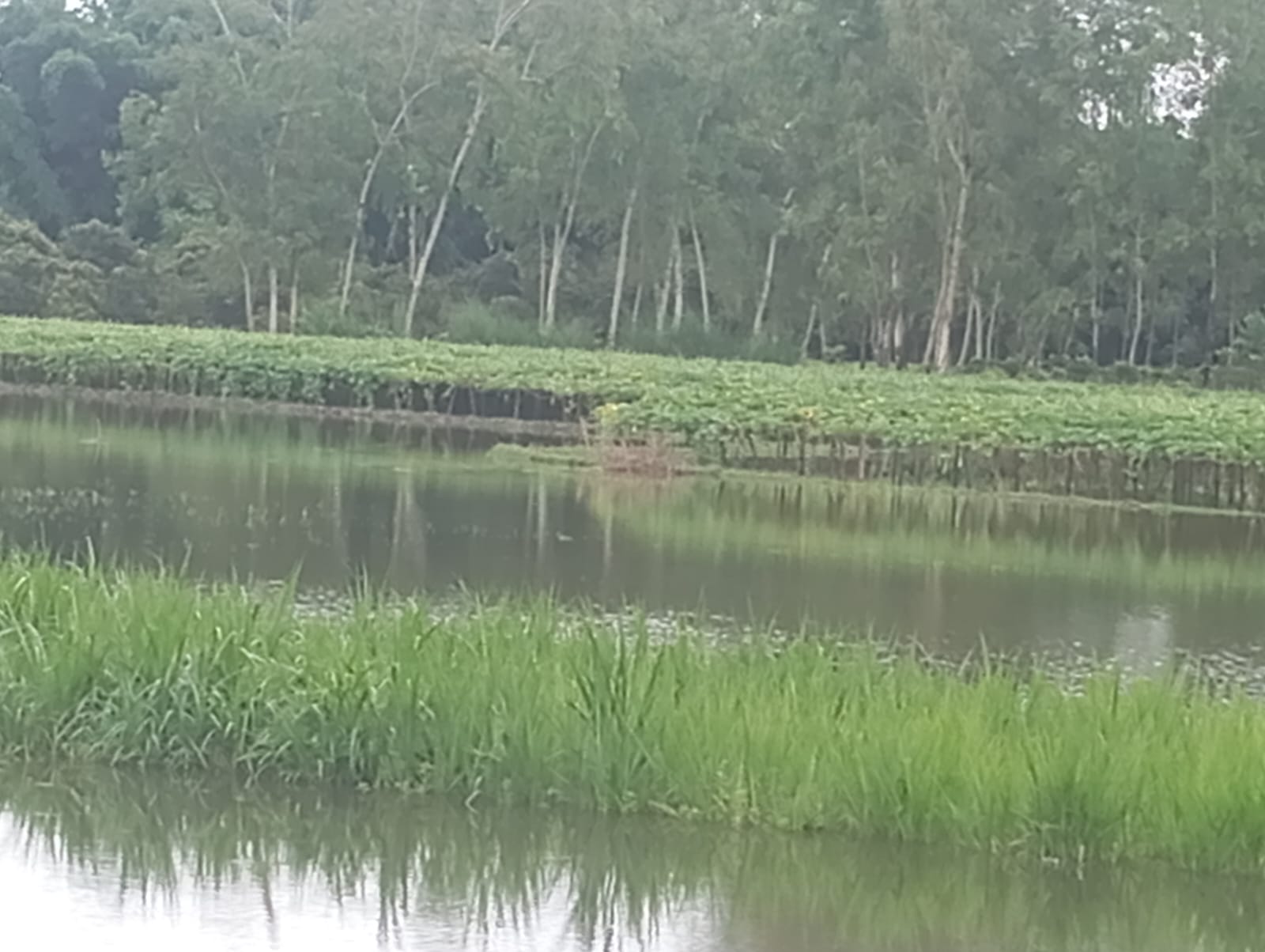 ঠাকুরগাঁওয়ের পীরগঞ্জে উজানের পানিতে সৃষ্ট জলাবদ্ধতায় ডুবে গেছে কৃষিজমি।