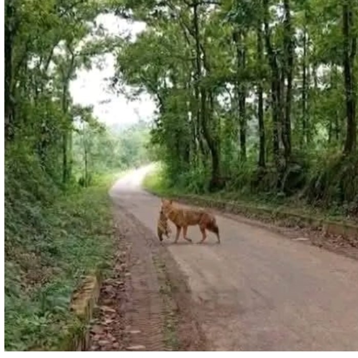 কালিয়াকৈরে শিয়ালের কামড়ে আহত নারী ও শিশু