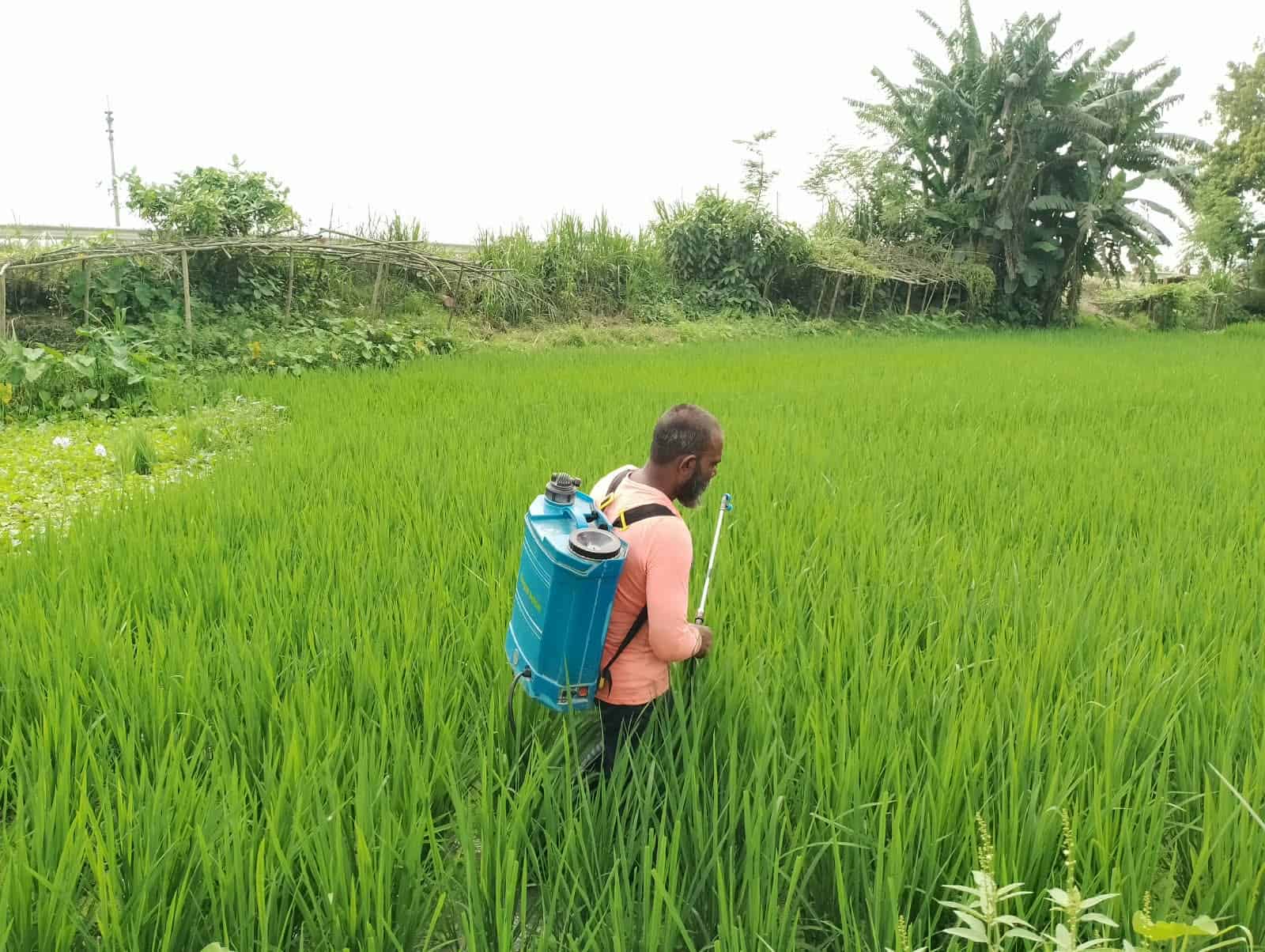কৃষকের উৎপাদন খরচ ও বাজারদরের চিত্র