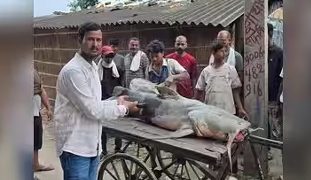বিহারের গণ্ডক নদী ও বন্যাকবলিত এলাকায় ভেসে আসা অচেনা মাছ নিয়ে সতর্কতা