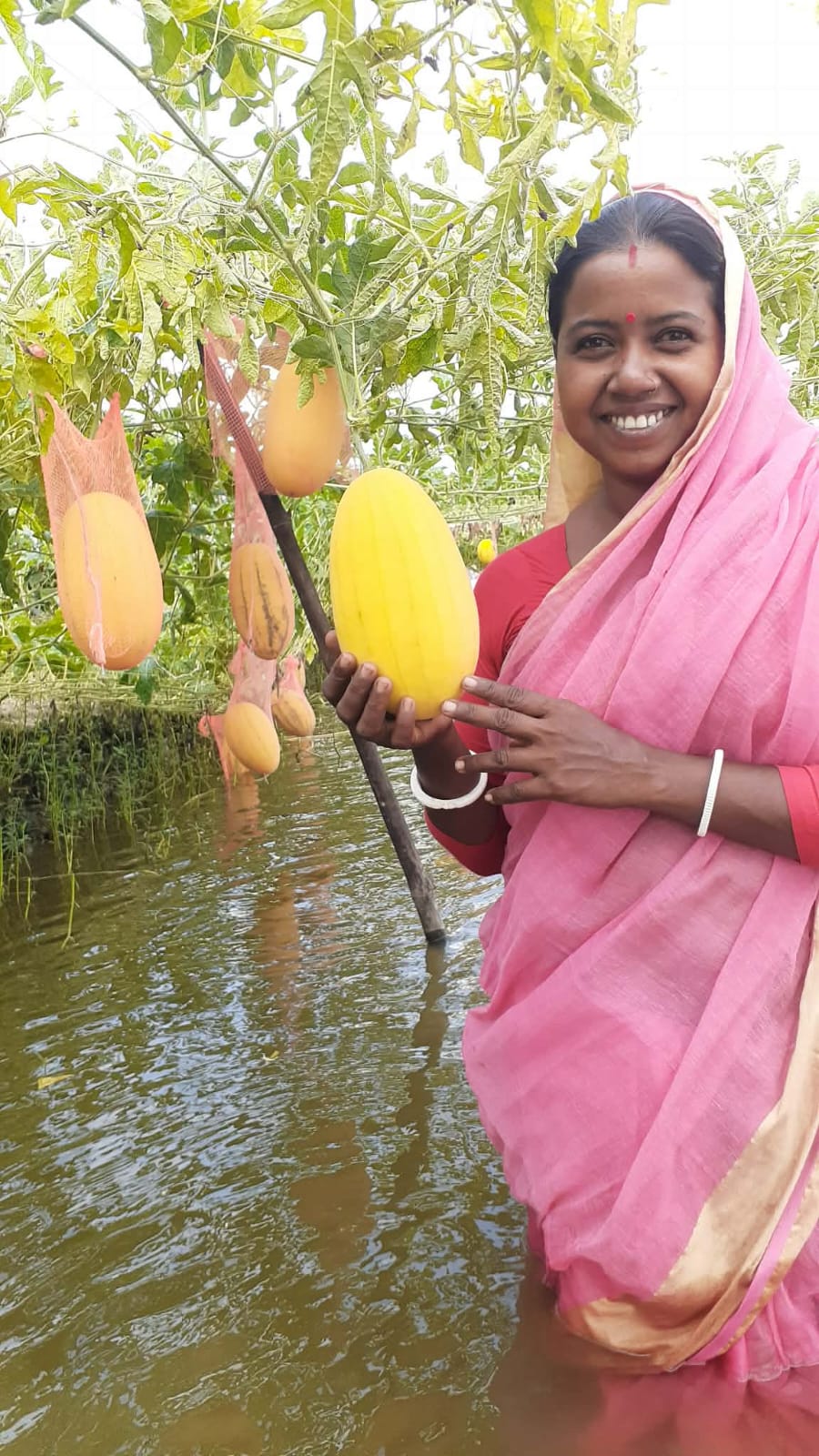 ১০ শতক জমিতে রঙিন তরমুজ চাষ করে সফল কৃষাণি মিতালী মণ্ডল