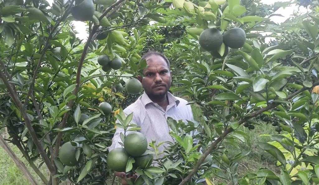 মাগুরার মহম্মদপুরে মিশ্র ফলের বাগানে কৃষক মিজানুর রহমান