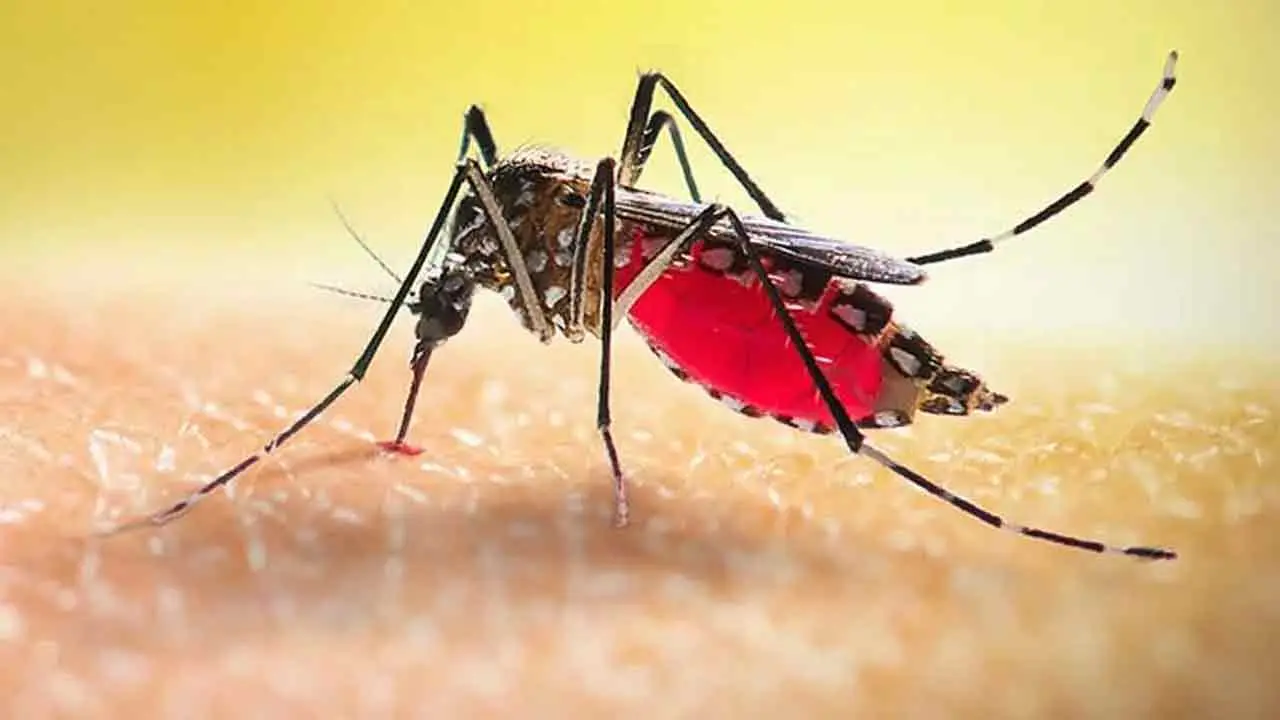 ডেঙ্গুতে এক দিনে আরও ১ হাজার ৭৩৩ জন হাসপাতালে, মৃত্যু বেড়ে ১৫৬