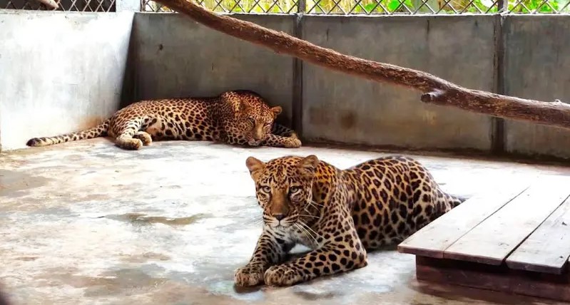 গাজীপুর সাফারি পার্কে দীর্ঘদিন কোয়ারেন্টিনে থাকা দুটি লেপার্ড