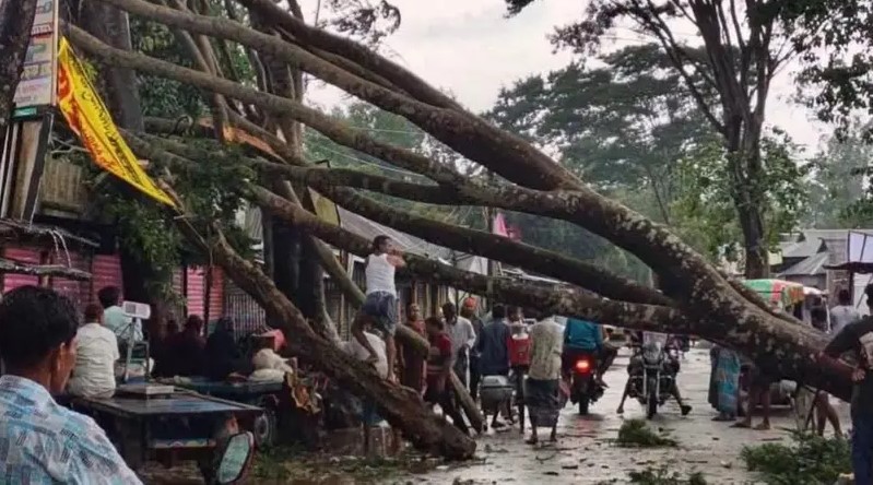 বকশীগঞ্জ-সানন্দবাড়ী সড়কে ঝড়ে উপড়ে পড়া গাছ