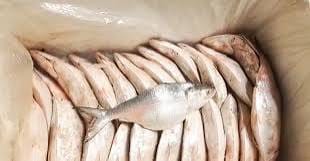 India sends 500 tonnes of hilsa to Bangladesh in reverse trade flow amid supply crunch