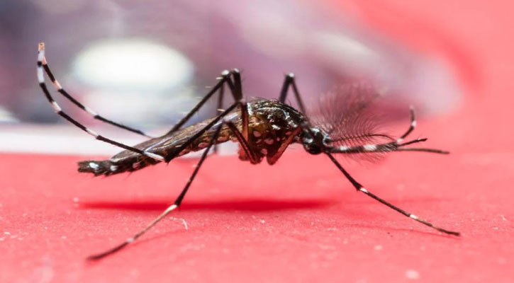 8 die of dengue, 1,860 hospitalised in 24 hours